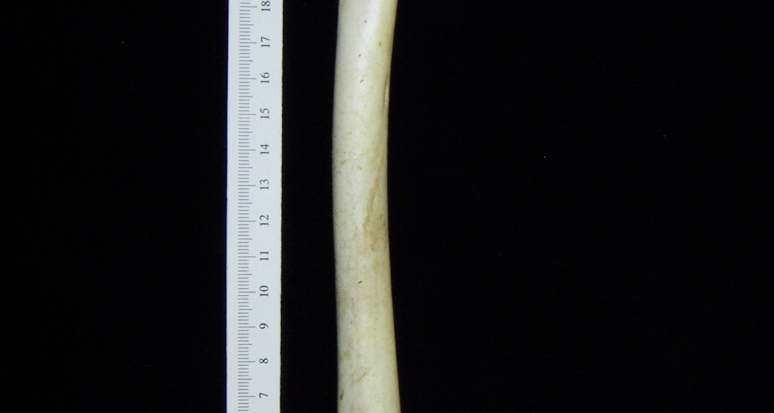 Brown pelican (Pelecanus occidentalis) right humerus, view 2