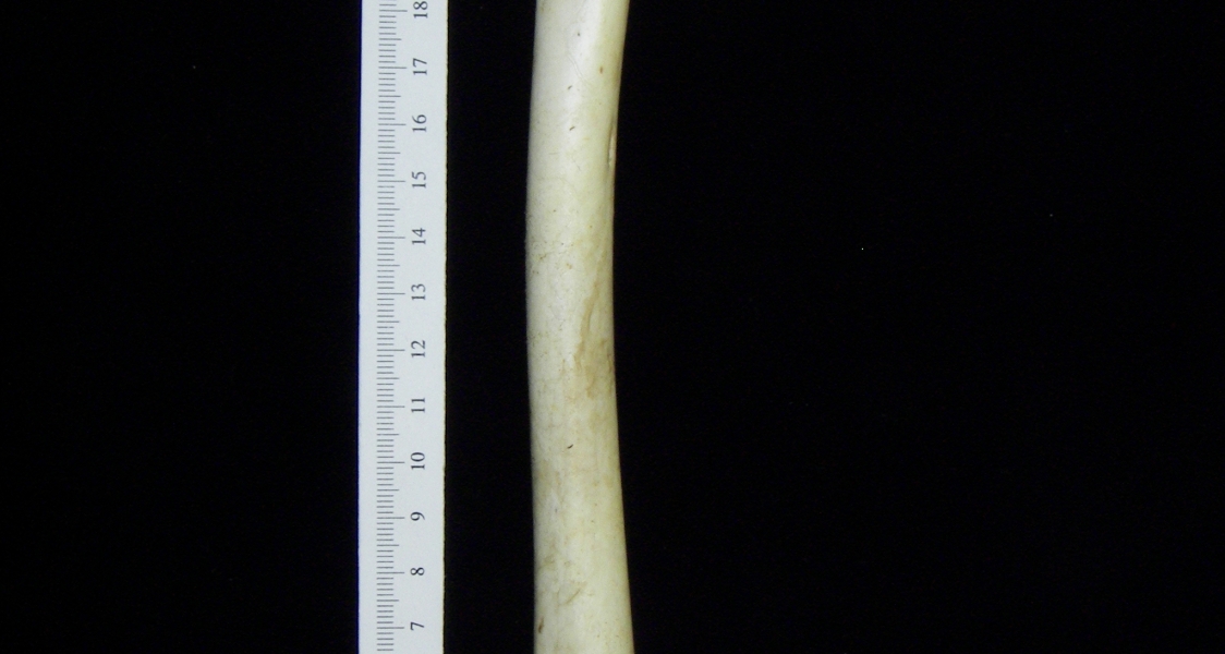 Brown pelican (Pelecanus occidentalis) right humerus, view 2