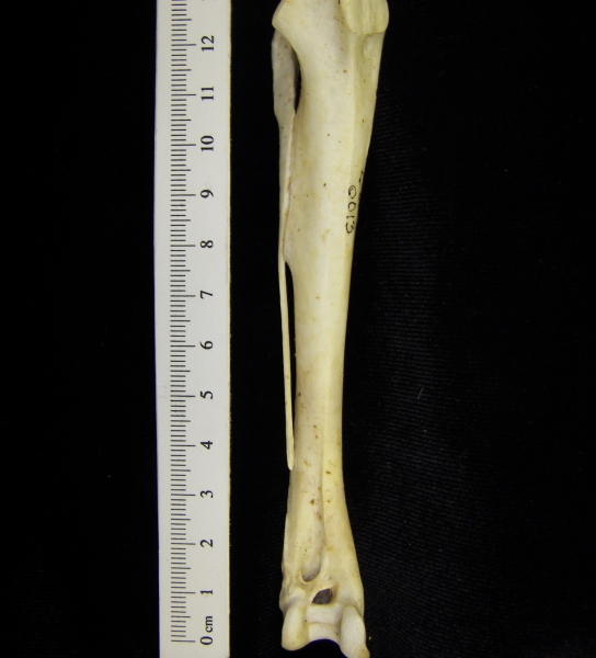 Brown pelican (Pelecanus occidentalis) right tibiotarsus, anterior view