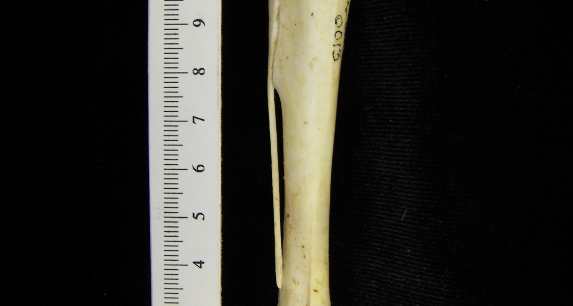 Brown pelican (Pelecanus occidentalis) right tibiotarsus, anterior view