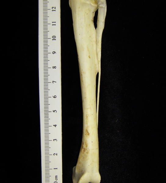 Brown pelican (Pelecanus occidentalis) right tibiotarsus, posterior view