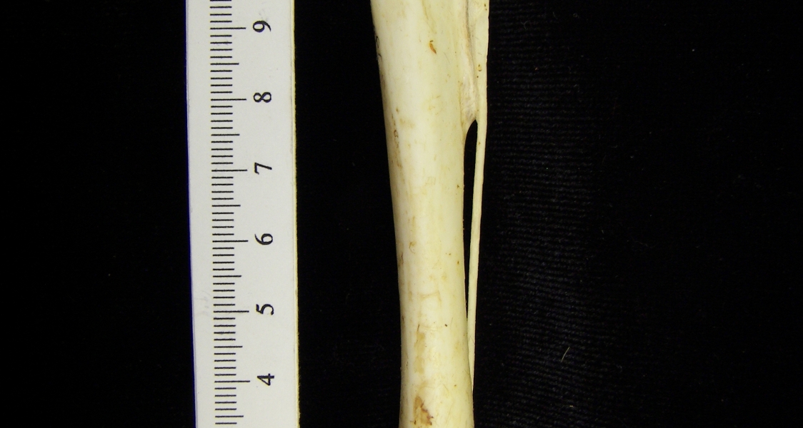 Brown pelican (Pelecanus occidentalis) right tibiotarsus, posterior view