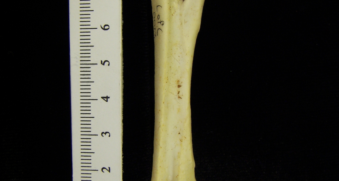 Brown pelican (Pelecanus occidentalis) tarsometatarsus