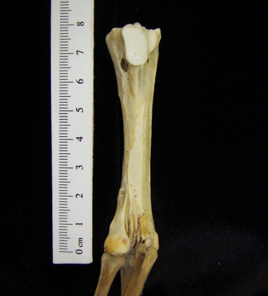 Brown pelican (Pelecanus occidentalis) tarsometatarsus view 2