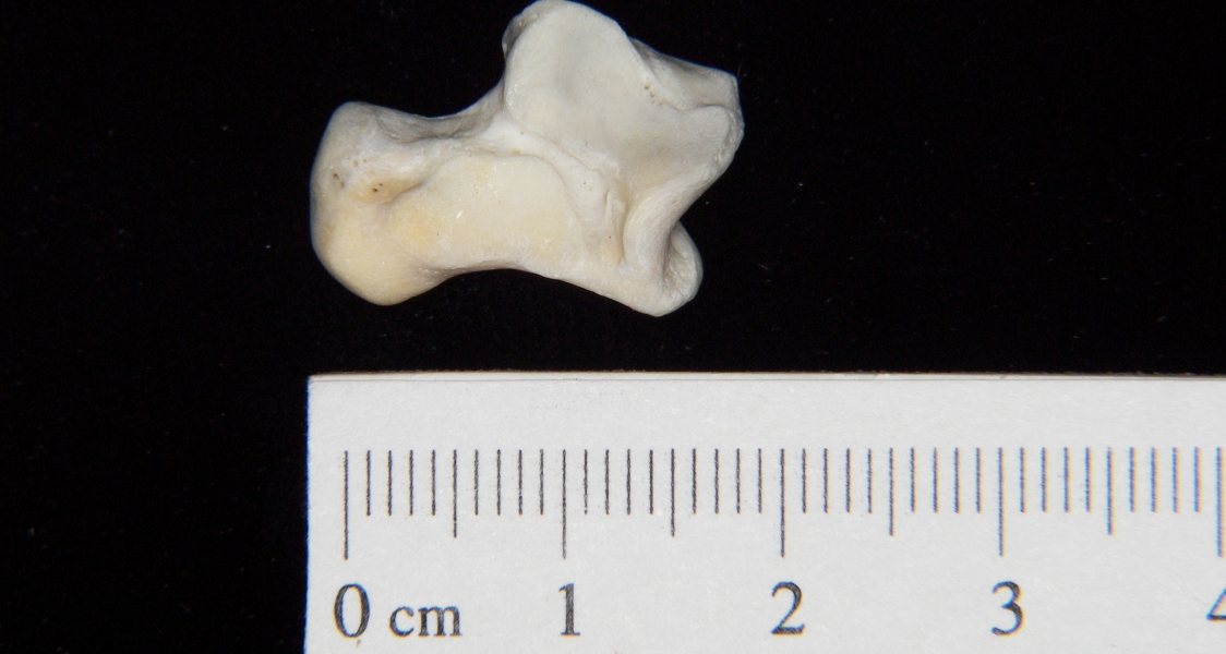 Domestic cat (Felis catus) left astragalus, inferior view