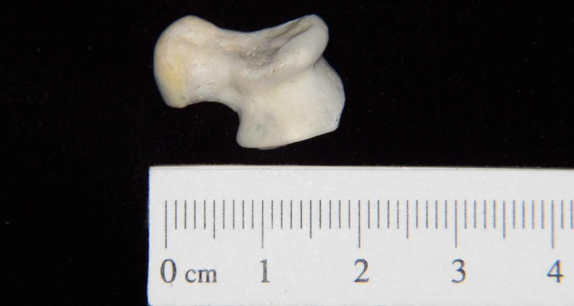 Domestic cat (Felis catus) astragalus, superior view