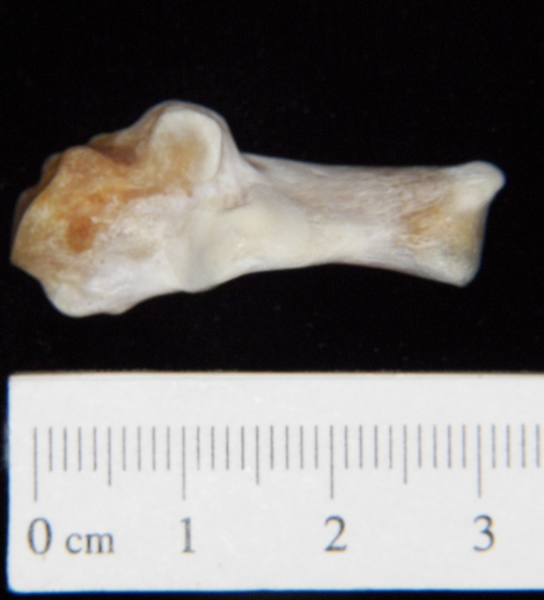 Superior View Left Domestic Cat Calcaneus