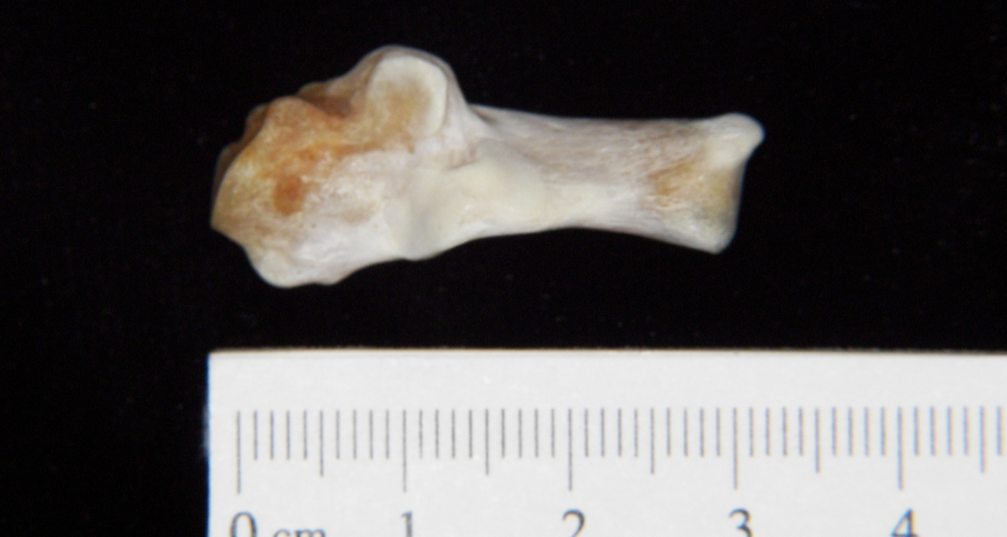 Superior View Left Domestic Cat Calcaneus