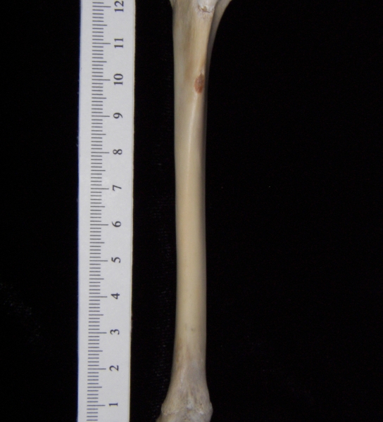 Domestic cat (Felis catus) left tibia, anterior view