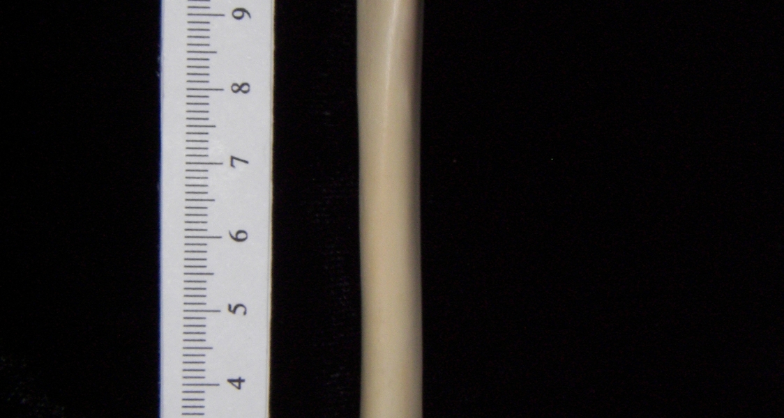 Domestic cat (Felis catus) left tibia, anterior view