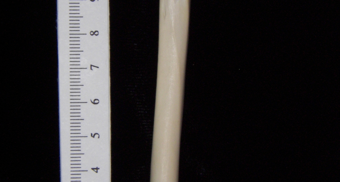 Domestic cat (Felis catus) left tibia, posterior view