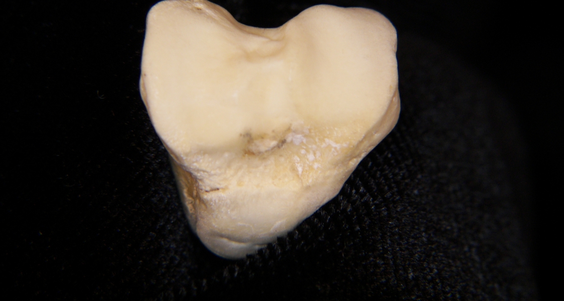 Domestic cat (Felis catus) left tibia, proximal articular view