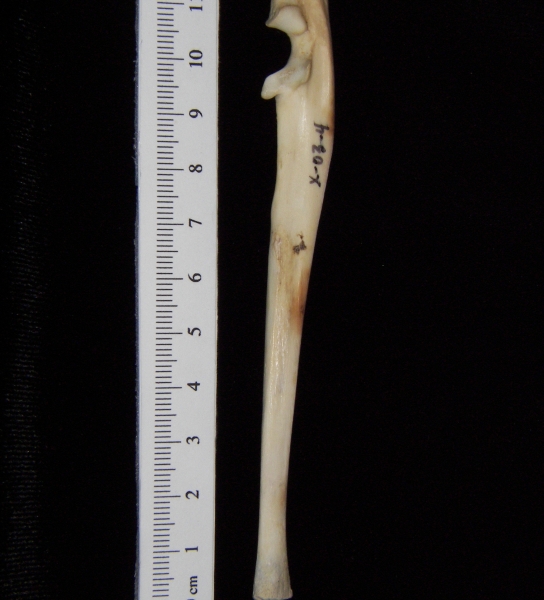 Domestic cat (Felis catus) left ulna, lateral view