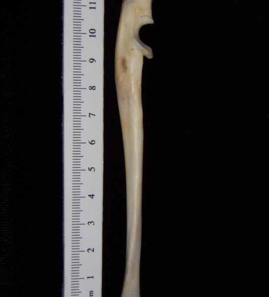 Domestic cat (Felis catus) left ulna, medial view