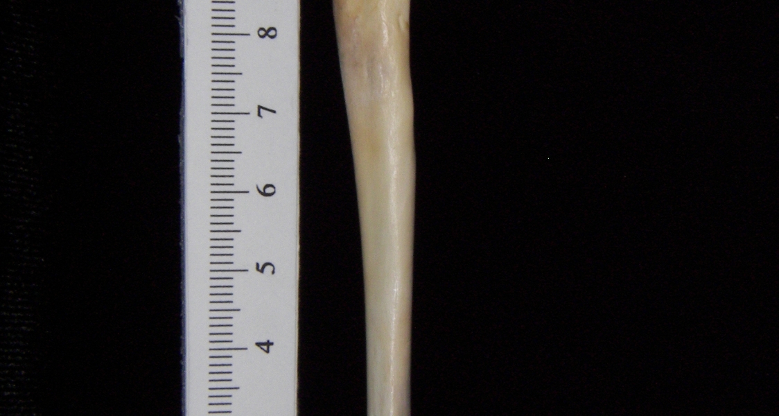 Domestic cat (Felis catus) left ulna, medial view