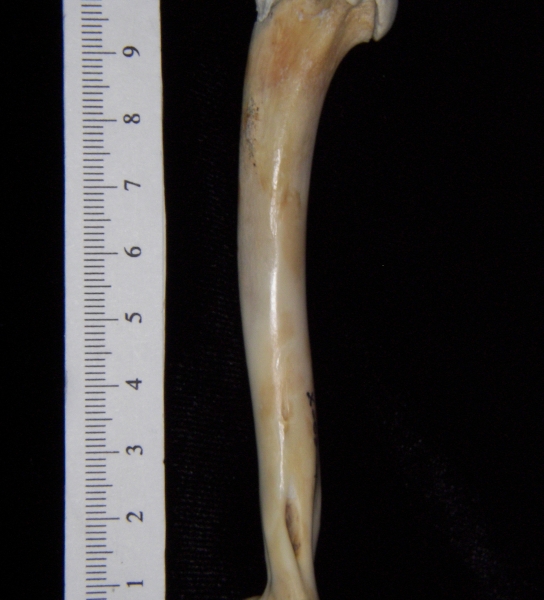 Domestic cat (Felis catus) right humerus, lateral view