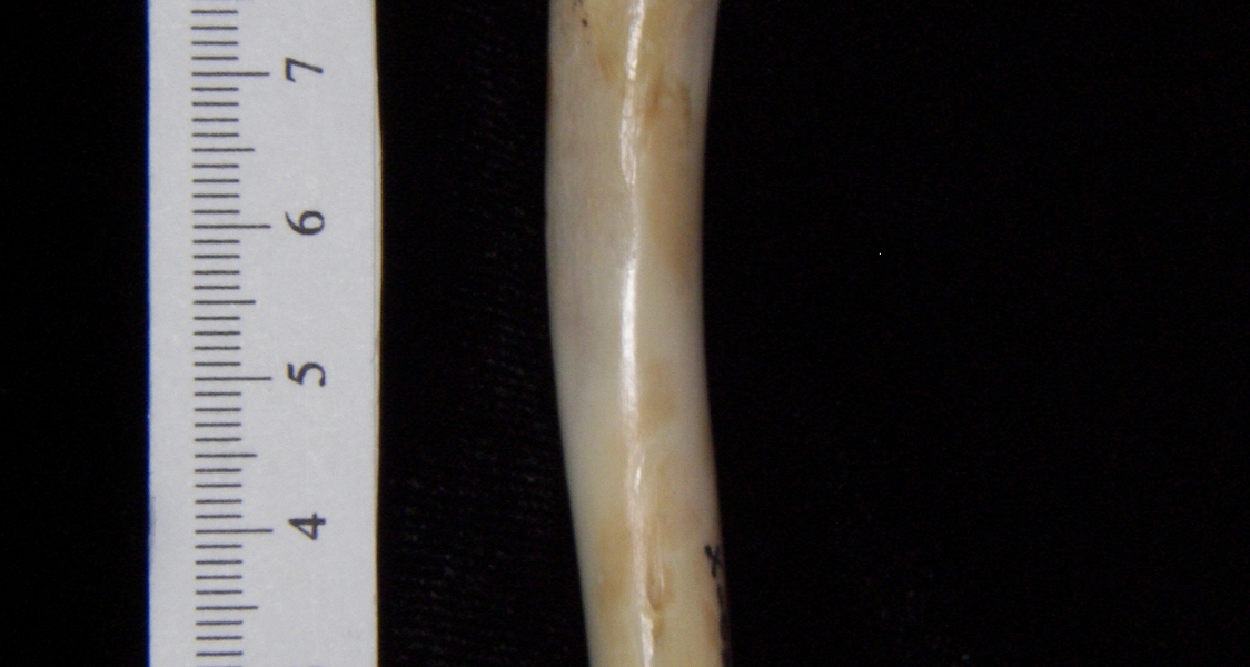 Domestic cat (Felis catus) right humerus, lateral view