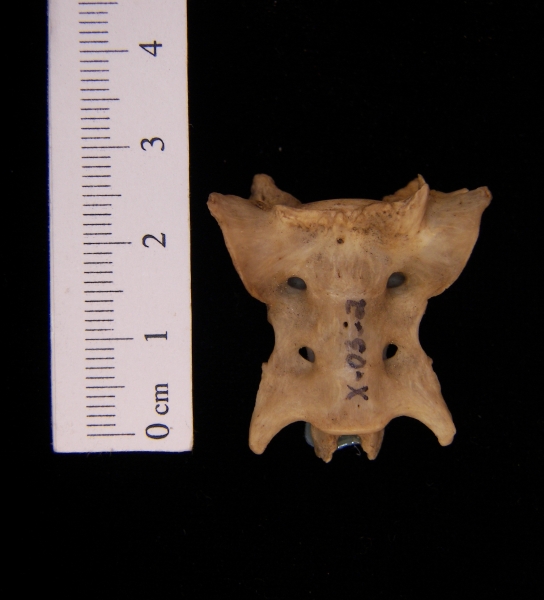 Anterior View Domestic Cat Sacrum