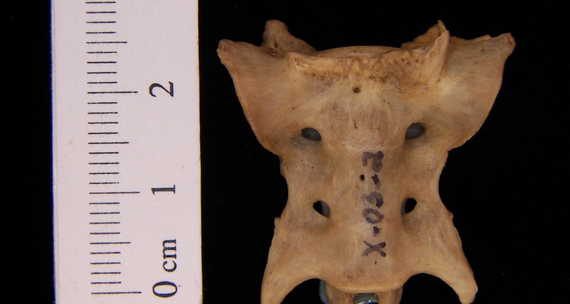 Anterior View Domestic Cat Sacrum