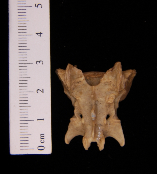 Posterior View Domestic Cat Sacrum