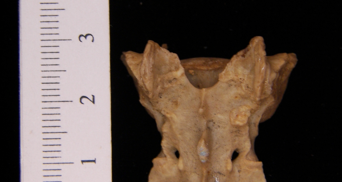 Posterior View Domestic Cat Sacrum