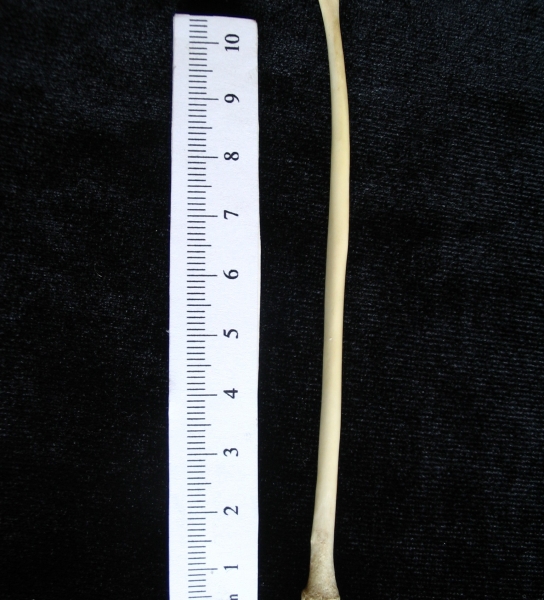 Domestic cat (Felis catus) left fibula, lateral view