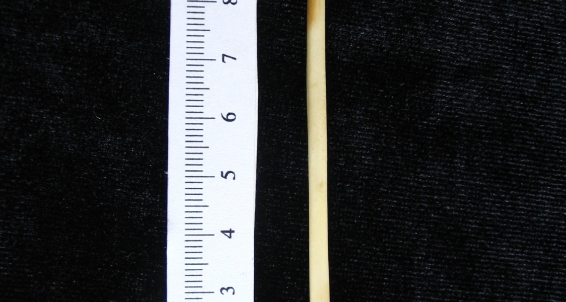 Domestic cat (Felis catus) left fibula, medial view