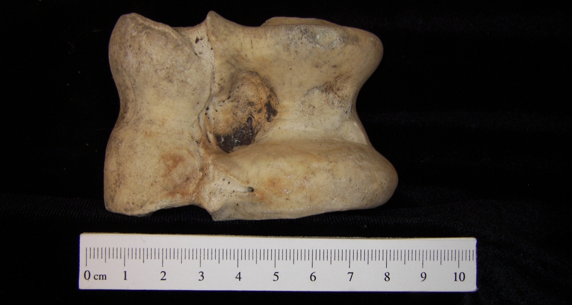 Cattle (Bos taurus) left astragalus, inferior view