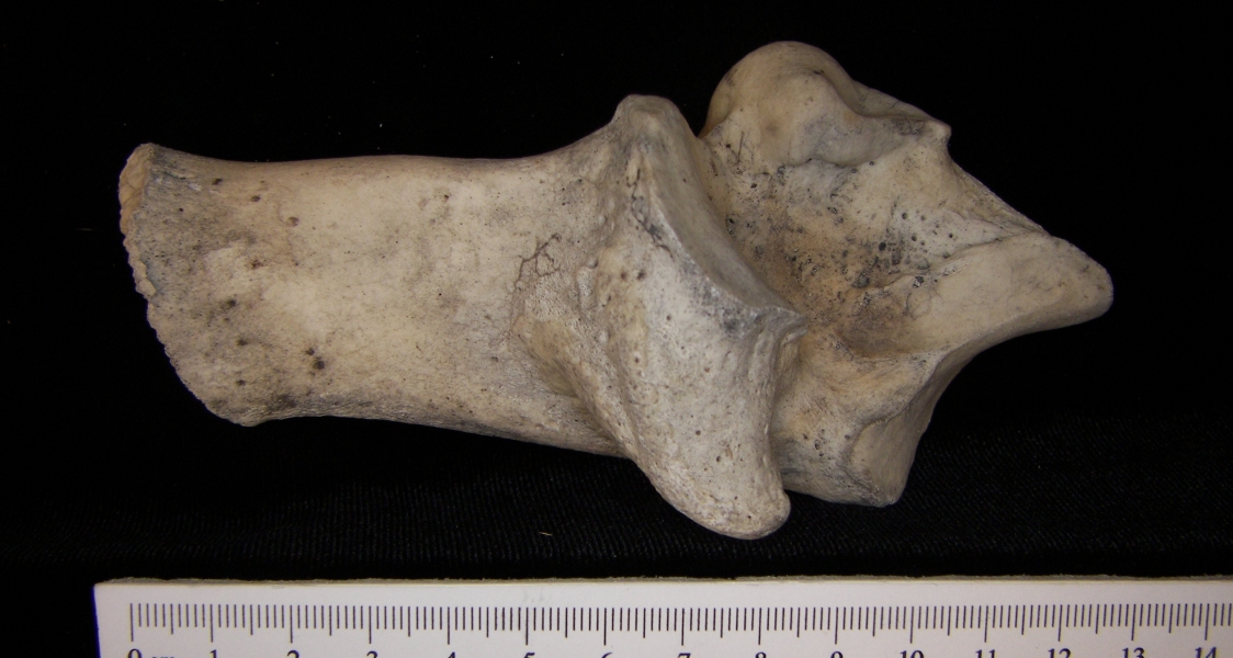 Medial View Left Cattle Calcaneus