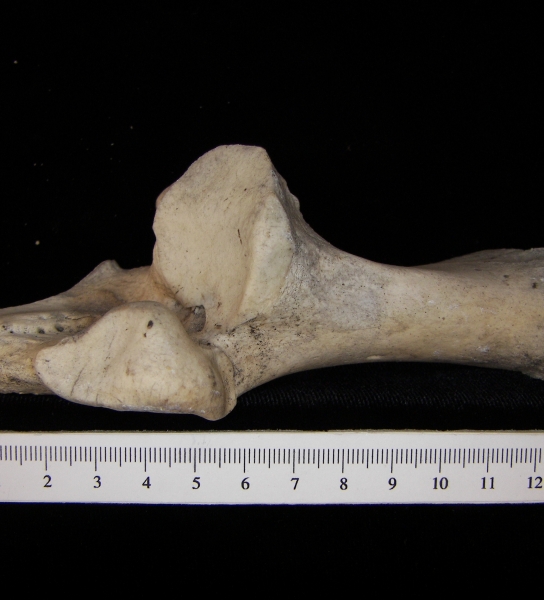 Superior View Left Cattle Calcaneus