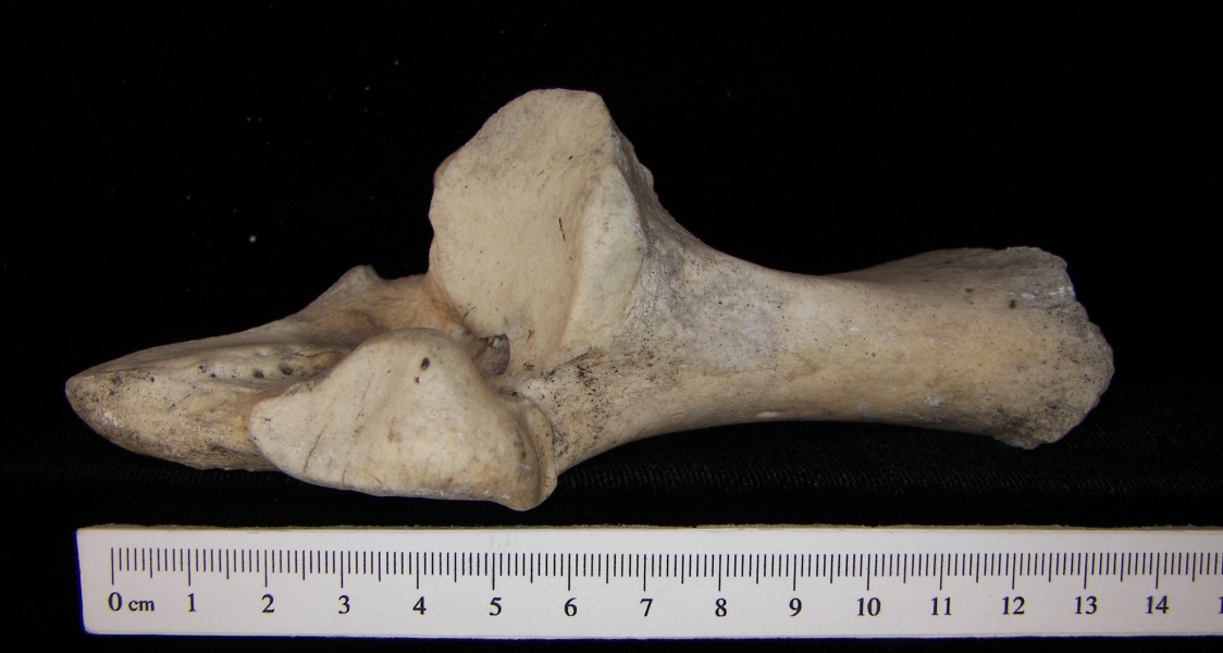 Superior View Left Cattle Calcaneus