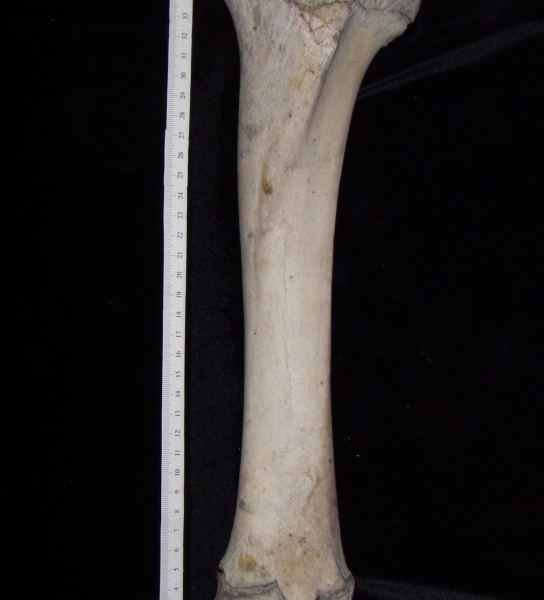 Cattle (Bos taurus) left tibia, anterior view