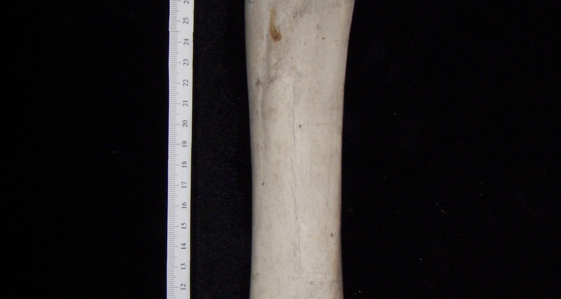 Cattle (Bos taurus) left tibia, anterior view