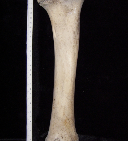 Cattle (Bos taurus) left tibia, posterior view