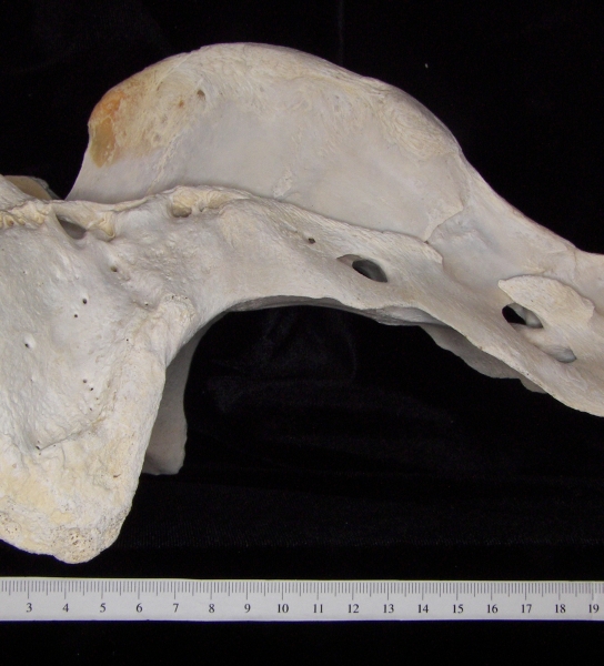 Lateral View Cattle Sacrum