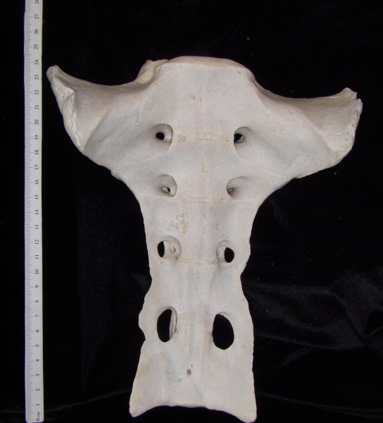 Ventral View Cattle Sacrum