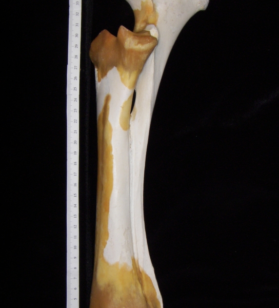 Cattle (Bos taurus) ulna and radius