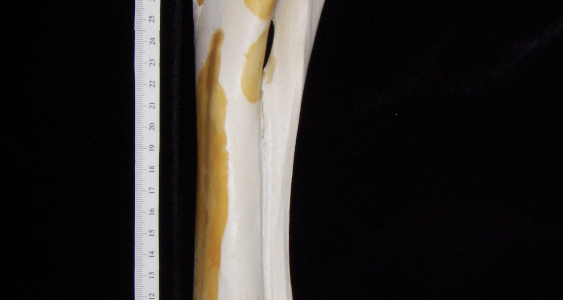 Cattle (Bos taurus) ulna and radius