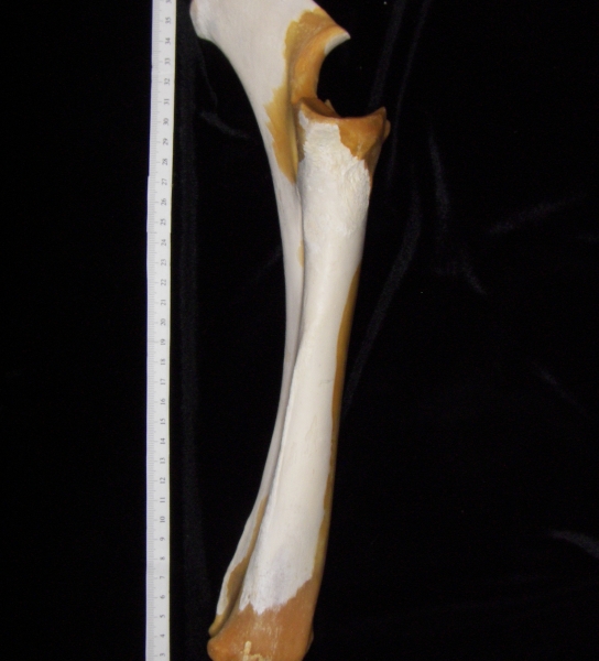 Cattle (Bos taurus) ulna and radius, view 2