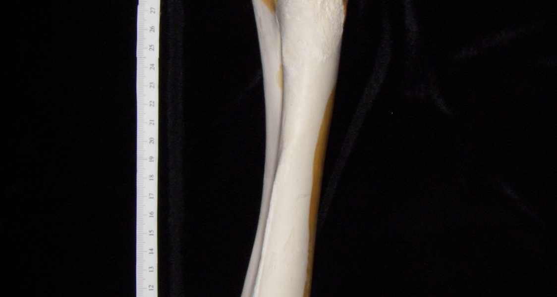 Cattle (Bos taurus) ulna and radius, view 2