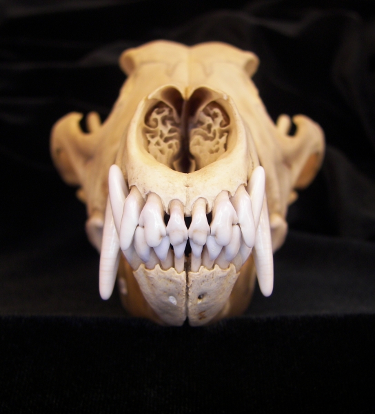 Coyote (Canis latrans) skull, anterior view