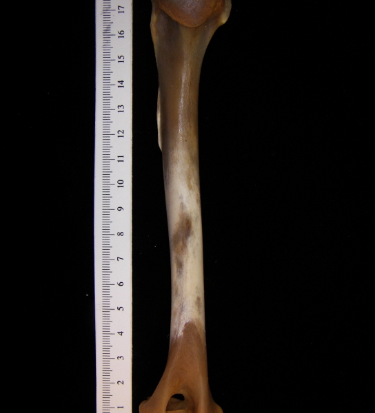 Coyote (Canis latrans) humerus, medial view