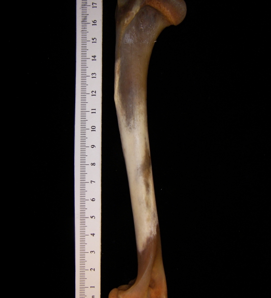 Coyote (Canis latrans) humerus, posterior view