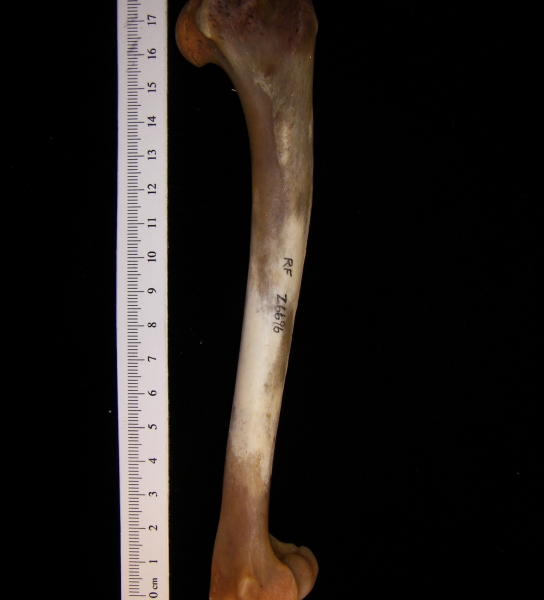 Coyote (Canis latrans) humerus, anterior view