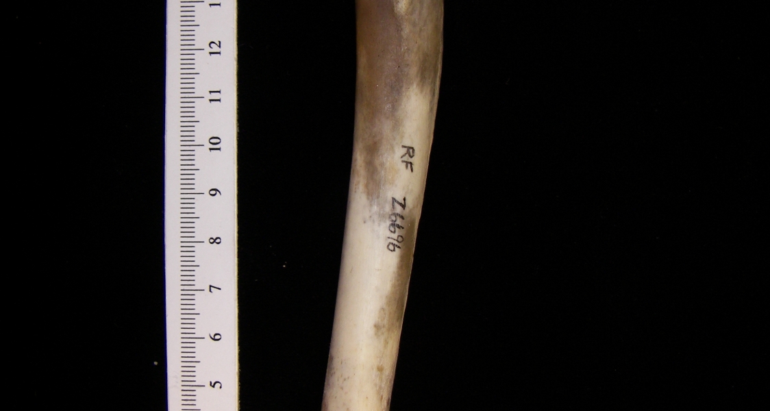 Coyote (Canis latrans) humerus, anterior view