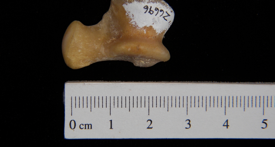 Coyote (Canis latrans) astragalus, superior view