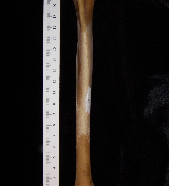 Coyote (Canis latrans) right tibia, anterior view