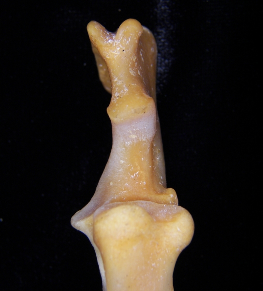 Coyote (Canis latrans) right ulna, proximal view