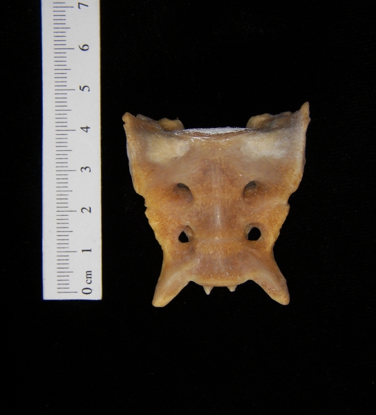 Anterior View Coyote Sacrum