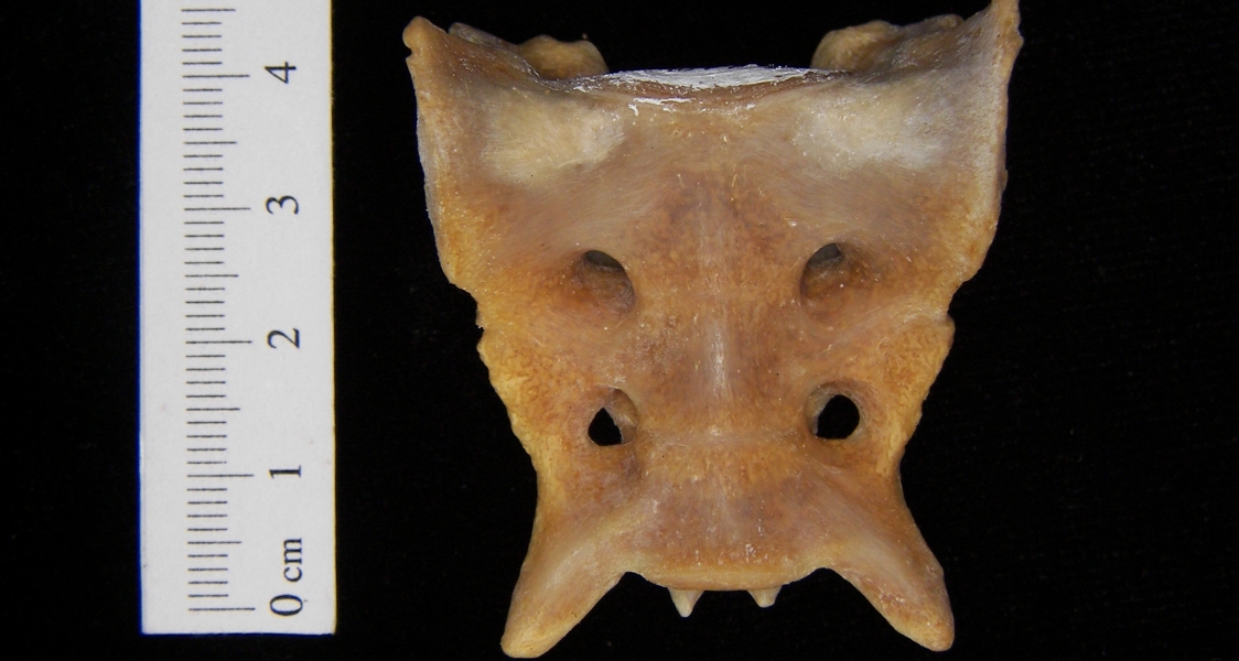 Anterior View Coyote Sacrum